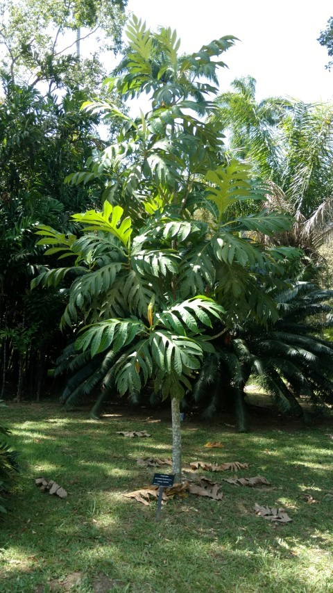Acrocarpus incisus plantplacesimage20160105_135120.jpg