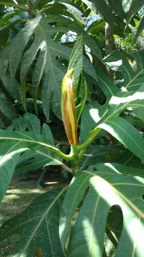 Acrocarpus incisus plantplacesimage20160105_135133.jpg