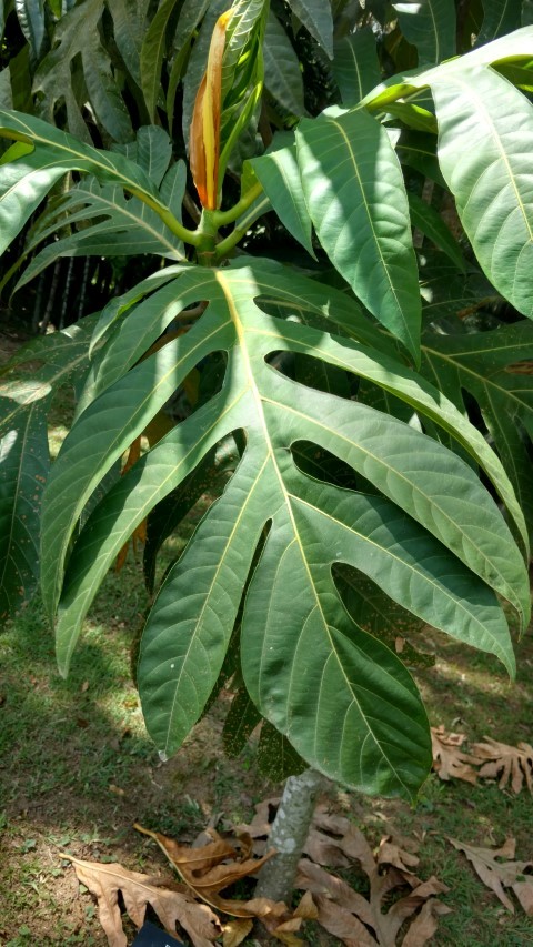 Acrocarpus incisus plantplacesimage20160105_135141.jpg