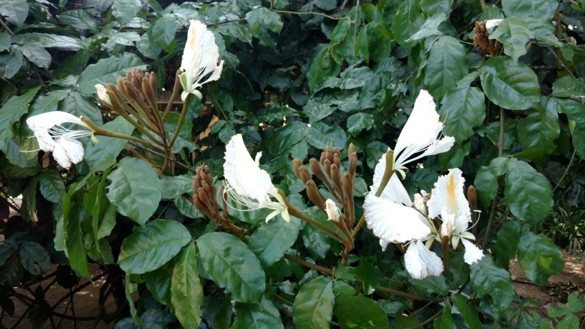 Camoensia scandens plantplacesimage20160105_140028.jpg