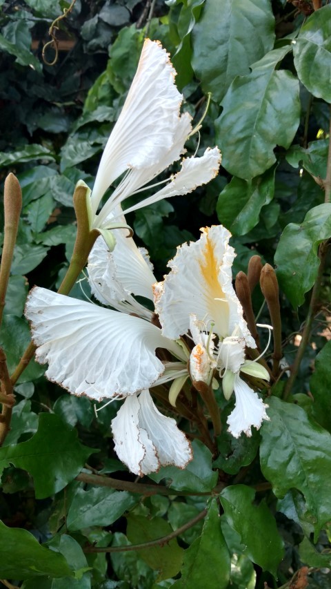 Camoensia scandens plantplacesimage20160105_140044.jpg