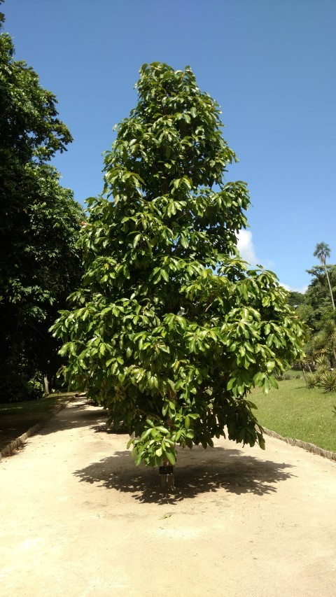 Syzygium malaccense plantplacesimage20160105_141533.jpg