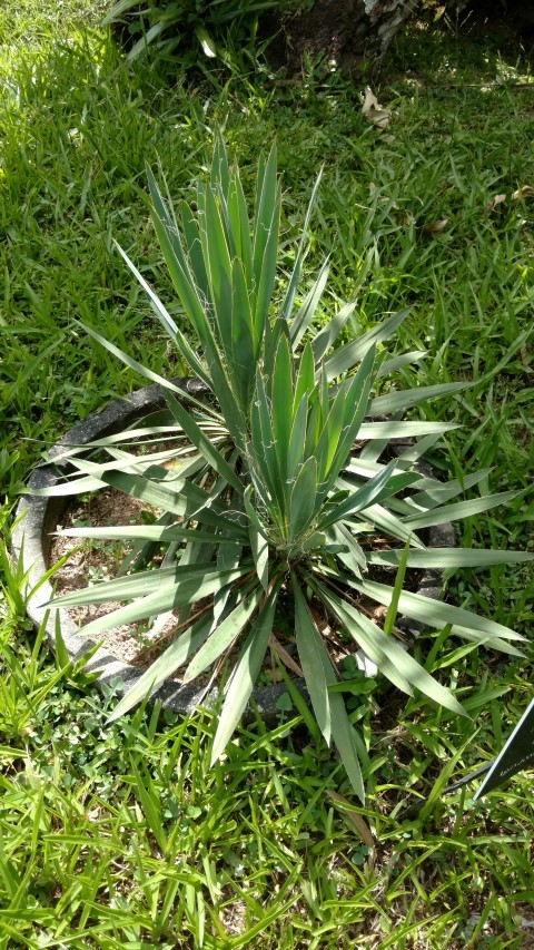 Yucca filamentosa plantplacesimage20160105_141846.jpg