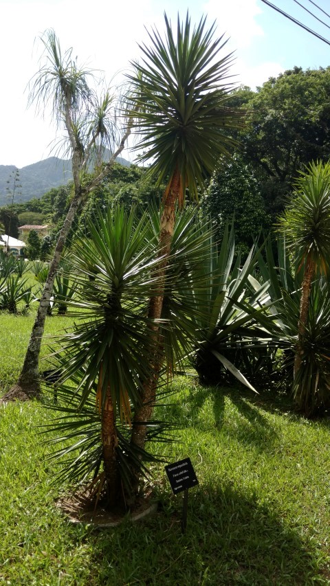 Yucca alnifolua plantplacesimage20160105_141927.jpg