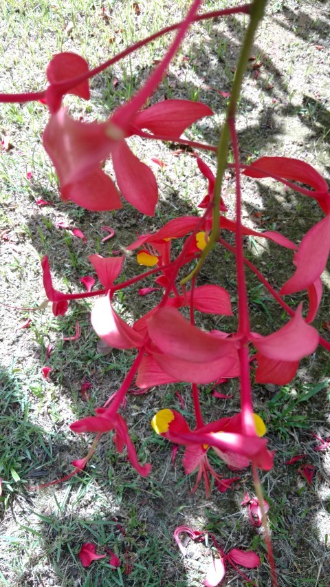 Amherstia nobilis plantplacesimage20160105_143103.jpg