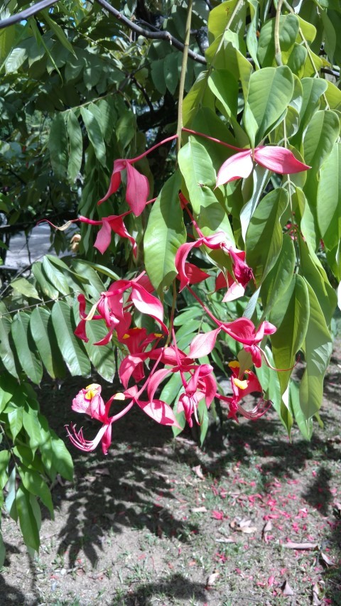 Amherstia nobilis plantplacesimage20160105_143126.jpg