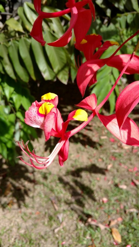 Amherstia nobilis plantplacesimage20160105_143137.jpg