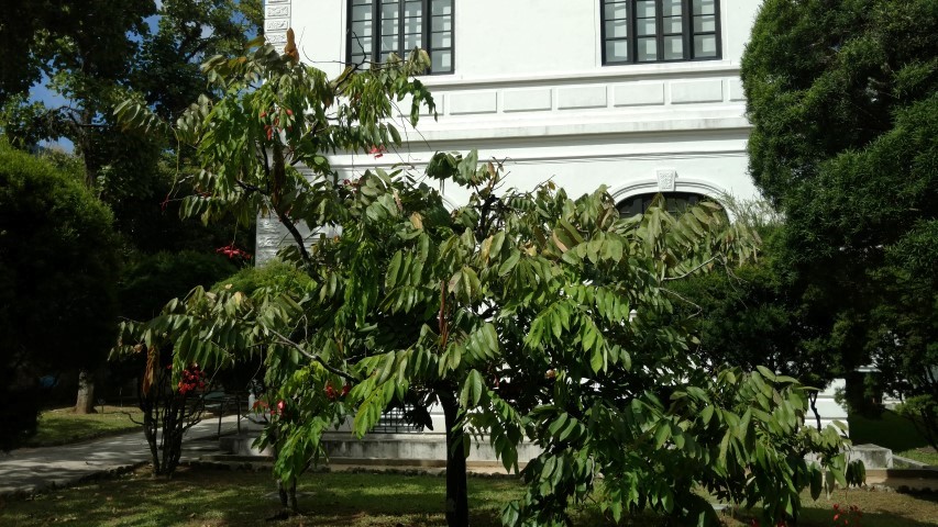 Amherstia nobilis plantplacesimage20160105_143147.jpg