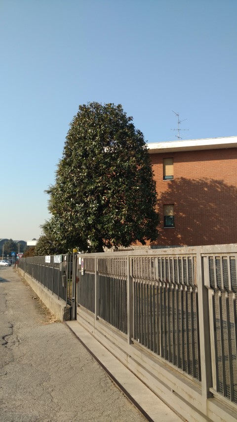 Magnolia grandiflora plantplacesimage20160121_124238.jpg