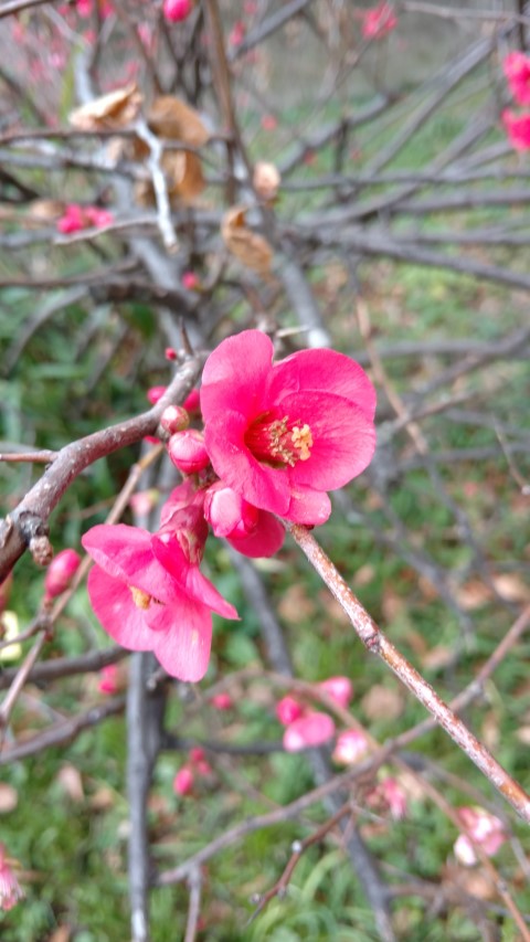 Chaenomeles japonica plantplacesimage20160123_123831.jpg