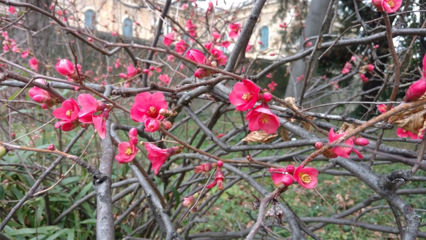 Chaenomeles japonica plantplacesimage20160123_123841.jpg