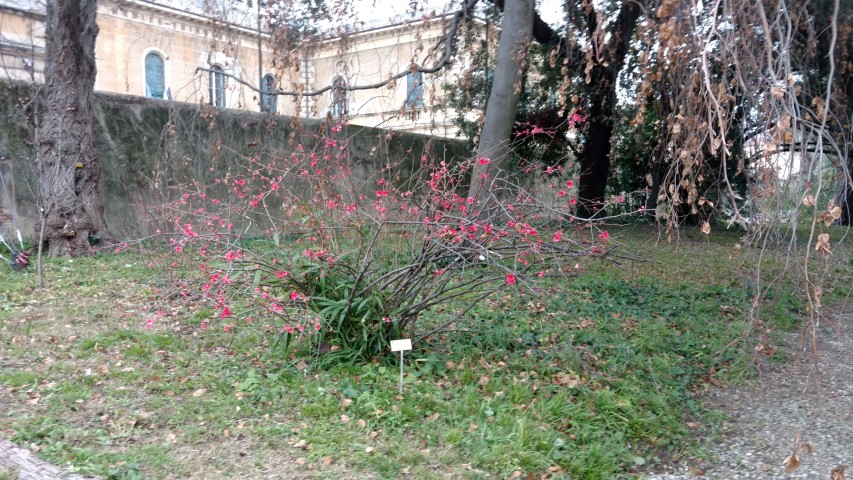 Chaenomeles japonica plantplacesimage20160123_123856.jpg