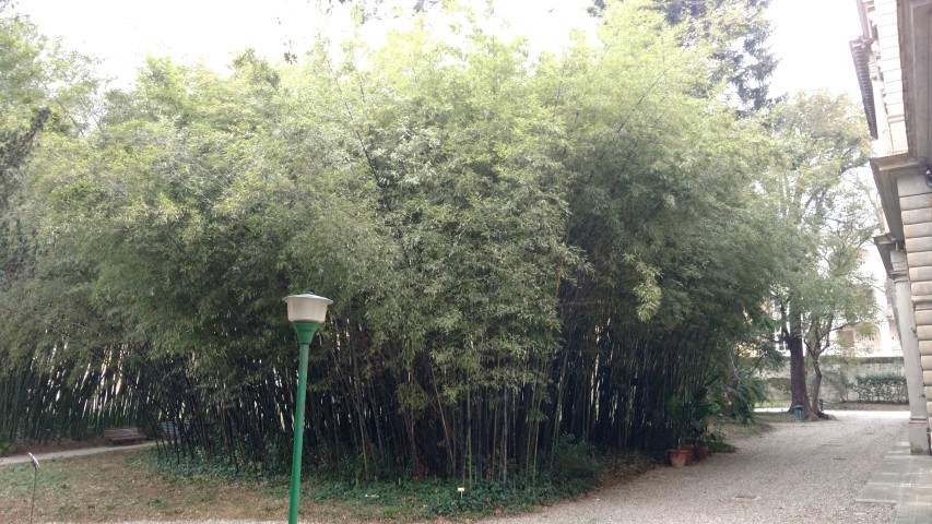 Phyllostachys nigra plantplacesimage20160123_123937.jpg