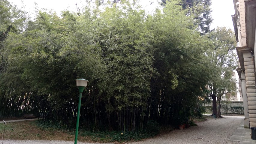 Phyllostachys nigra plantplacesimage20160123_124004.jpg