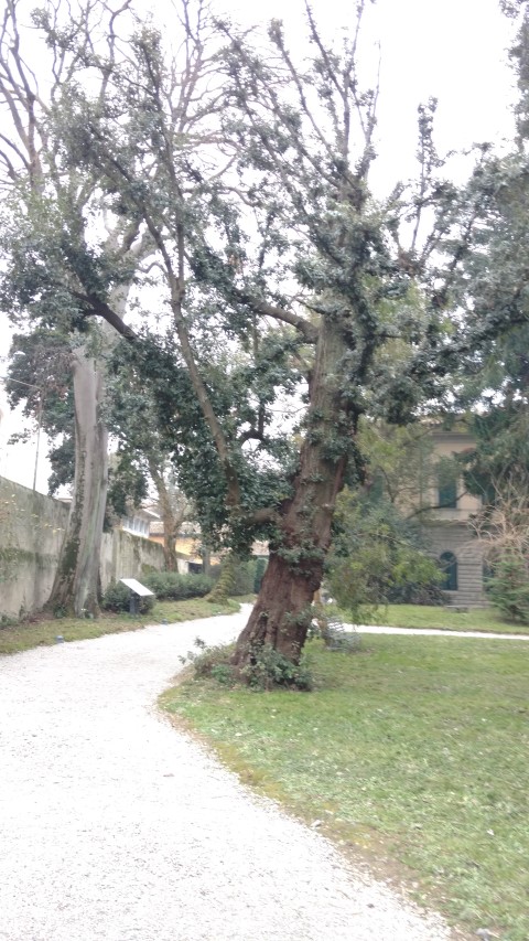 Quercus Ilex plantplacesimage20160123_124721.jpg
