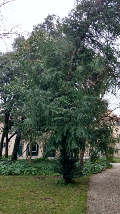 Cephalotaxus harringtonia plantplacesimage20160123_124959.jpg