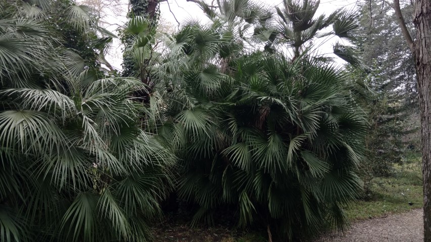 Chamaerops humilis plantplacesimage20160123_125121.jpg