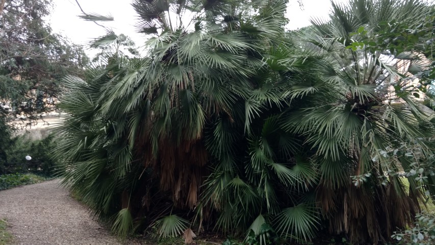 Chamaerops humilis plantplacesimage20160123_125146.jpg