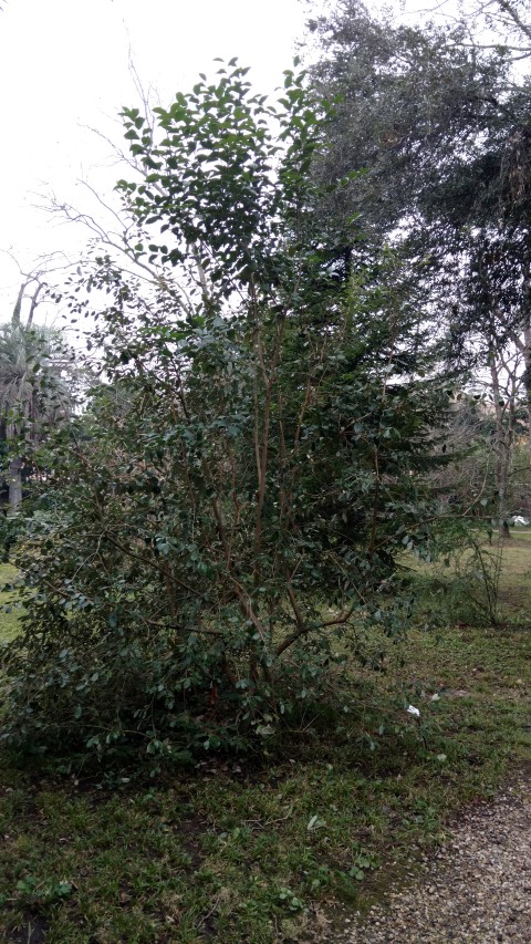 Feijoa sellowiana plantplacesimage20160123_125223.jpg