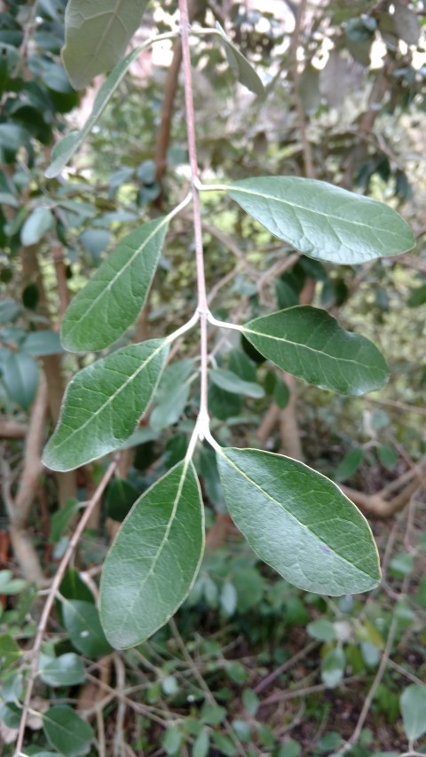 Feijoa sellowiana plantplacesimage20160123_125247.jpg