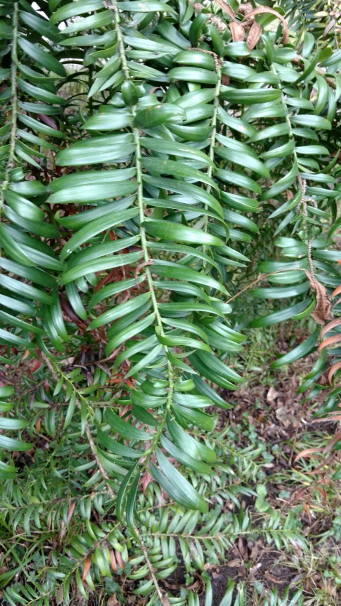Araucaria hidwillii plantplacesimage20160123_125552.jpg