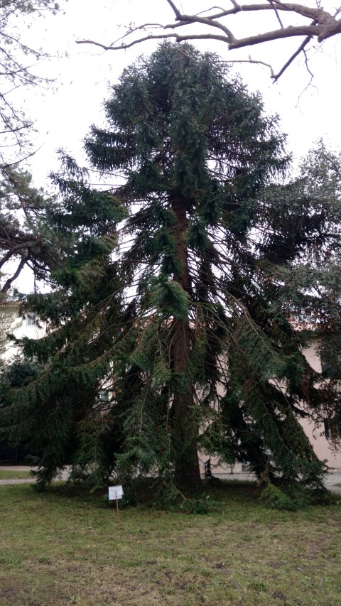 Araucaria hidwillii plantplacesimage20160123_125610.jpg