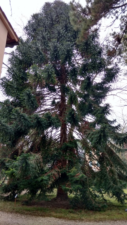 Araucaria hidwillii plantplacesimage20160123_125648.jpg