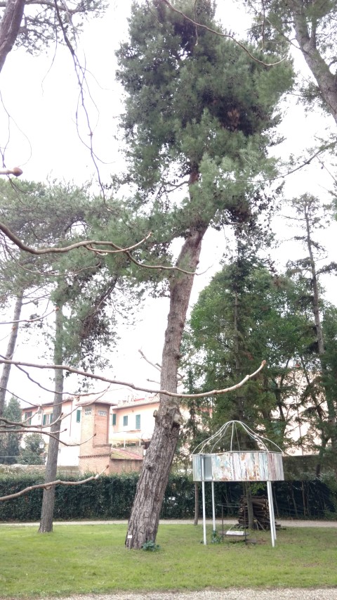 Pinus bruita plantplacesimage20160123_125929.jpg
