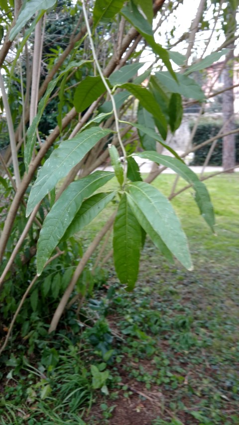 Picture of Cestrum poetidum