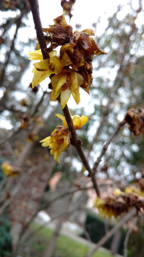 Picture of Chimonanthus praecox