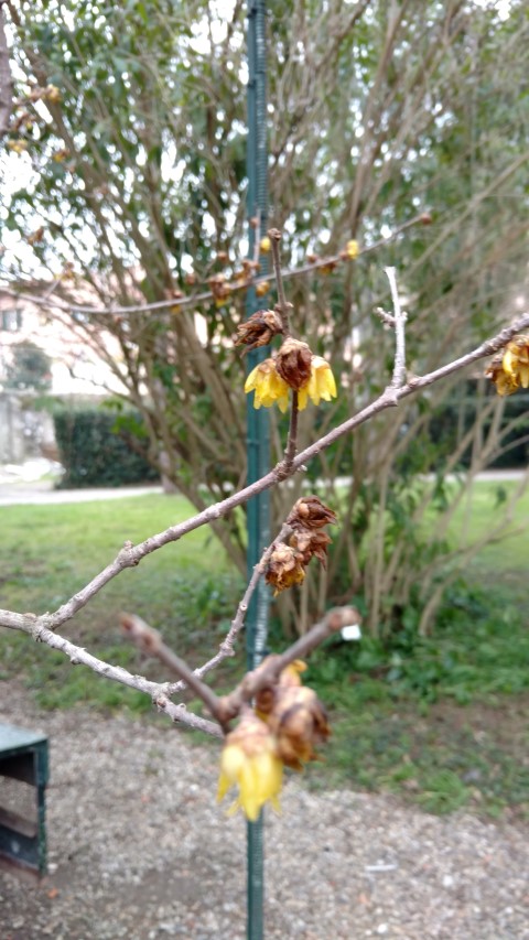 Picture of Chimonanthus praecox  