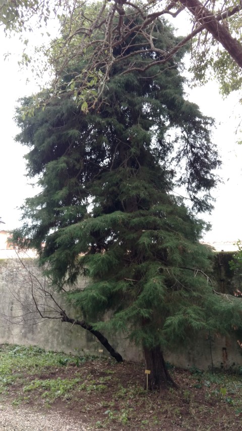 Cupressus lusitanica plantplacesimage20160123_130437.jpg