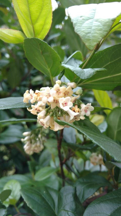 Viburnum fragrans plantplacesimage20160123_131049.jpg