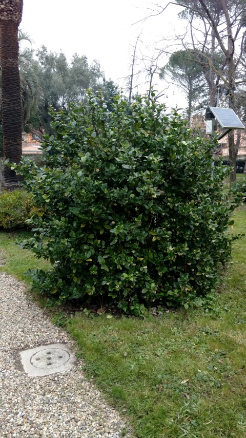 Viburnum fragrans plantplacesimage20160123_131101.jpg