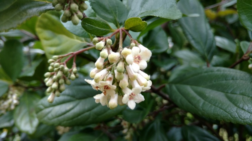 Viburnum fragrans plantplacesimage20160123_131114.jpg