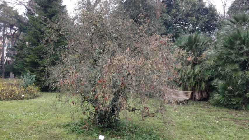 Corylus avellana plantplacesimage20160123_131148.jpg