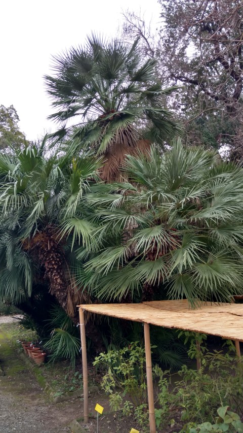 Chamaerops humilis plantplacesimage20160123_131932.jpg