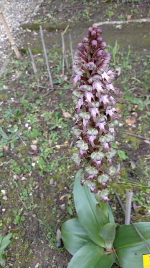 Barlia robertiana plantplacesimage20160123_132038.jpg