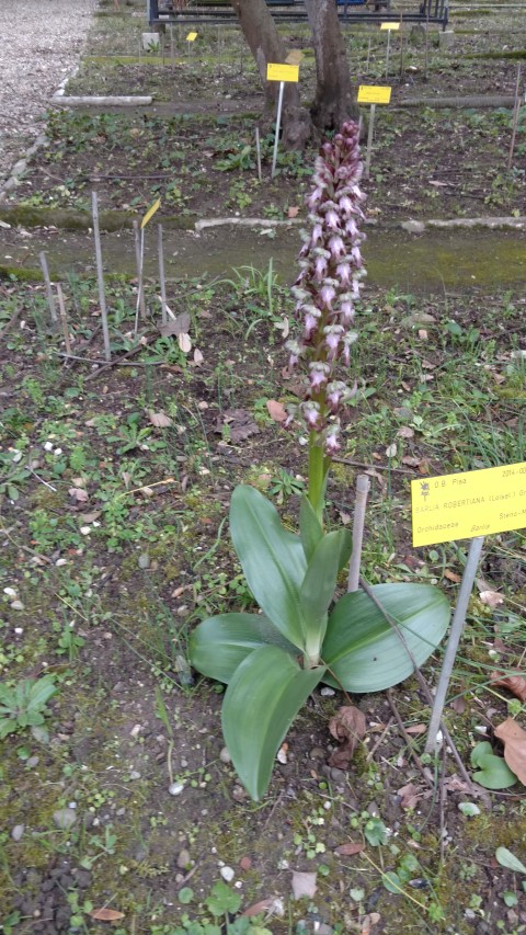 Barlia robertiana plantplacesimage20160123_132053.jpg