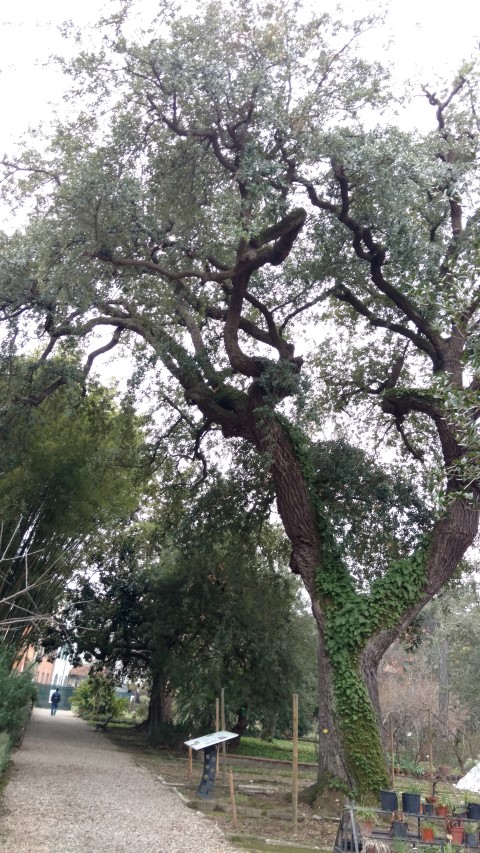 Quercus virginiana plantplacesimage20160123_132153.jpg