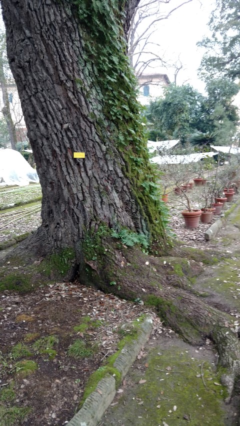 Quercus virginiana plantplacesimage20160123_132220.jpg