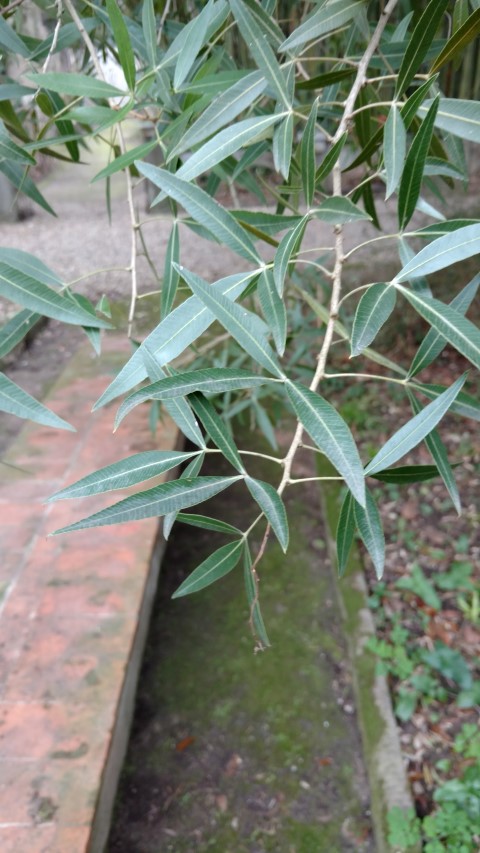 Rhus laevigata plantplacesimage20160123_132413.jpg