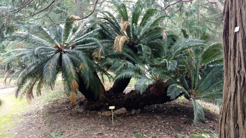 Cycas revoluta plantplacesimage20160123_132529.jpg