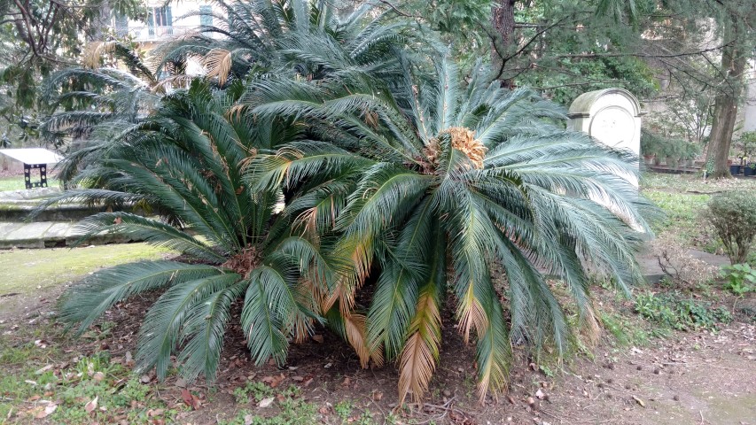 Cycas revoluta plantplacesimage20160123_132549.jpg