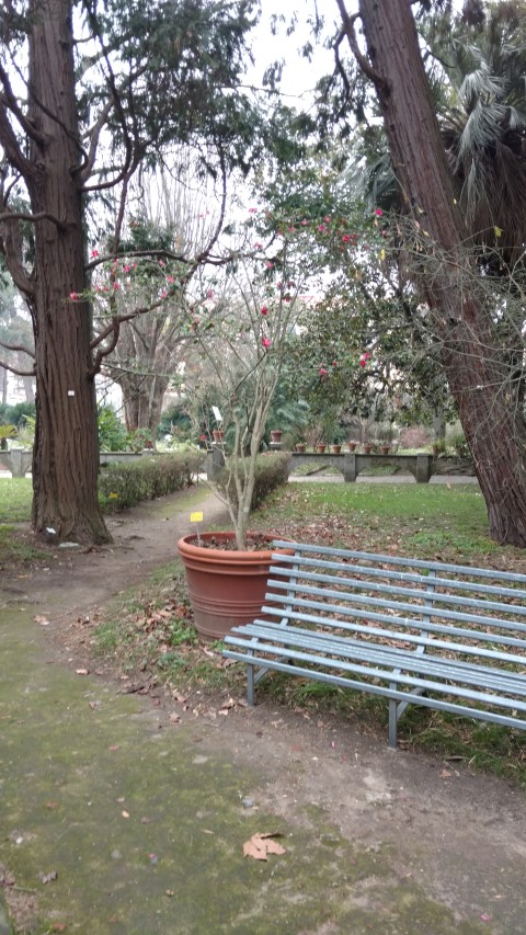 Camellia sasanqua plantplacesimage20160123_132653.jpg