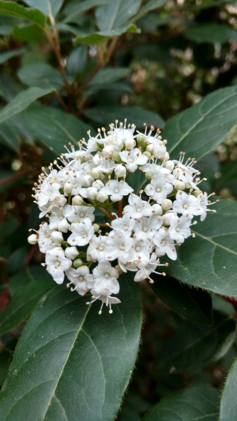 Viburnum tius plantplacesimage20160123_132956.jpg