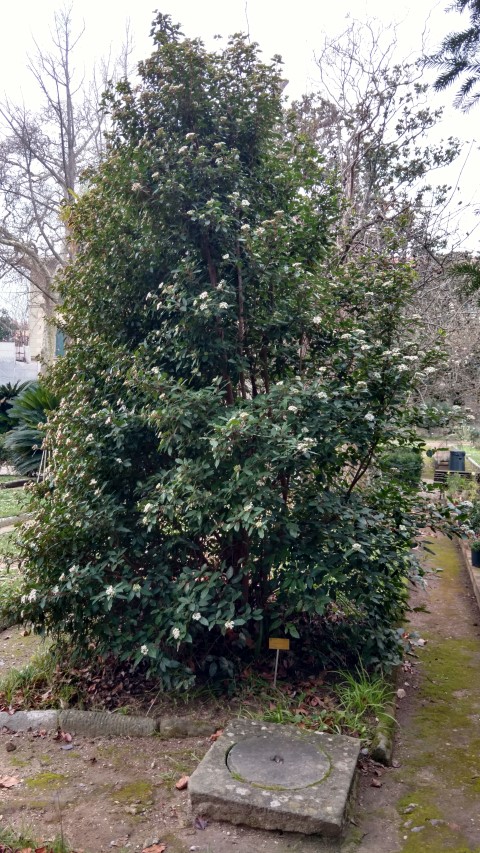 Viburnum tius plantplacesimage20160123_133006.jpg