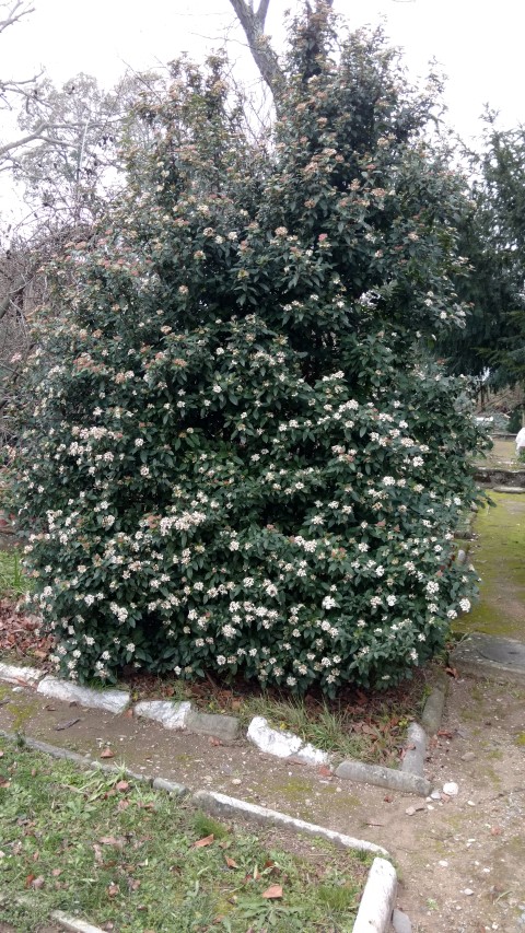 Viburnum tius plantplacesimage20160123_133017.jpg