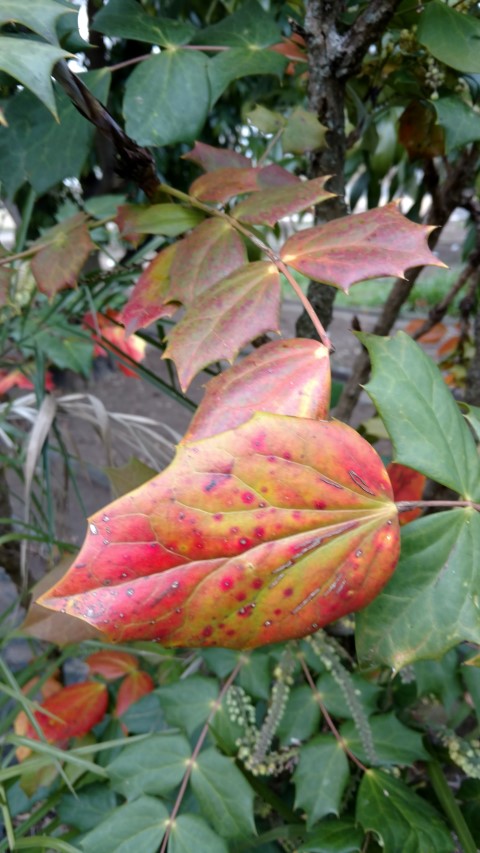 Mahonia aquifolium plantplacesimage20160123_133130.jpg