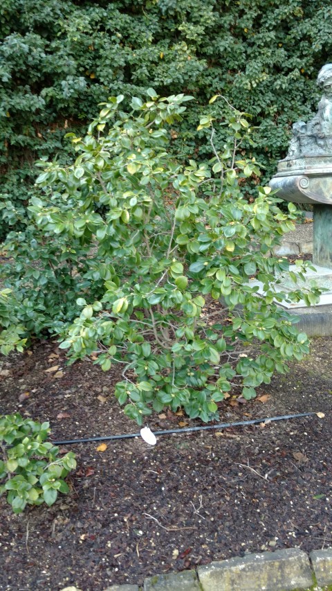 Camellia japonica plantplacesimage20160124_111010.jpg